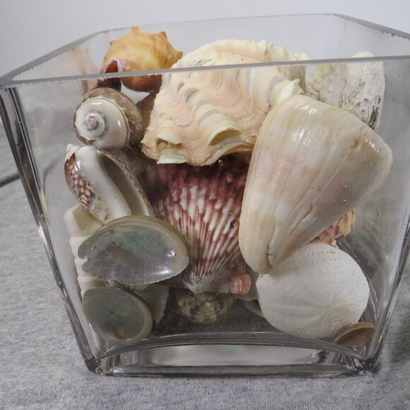 REAL Sea Shells & thick glass square vase 5" tall & wide OVER 4 POUNDS - Picture 12 of 16